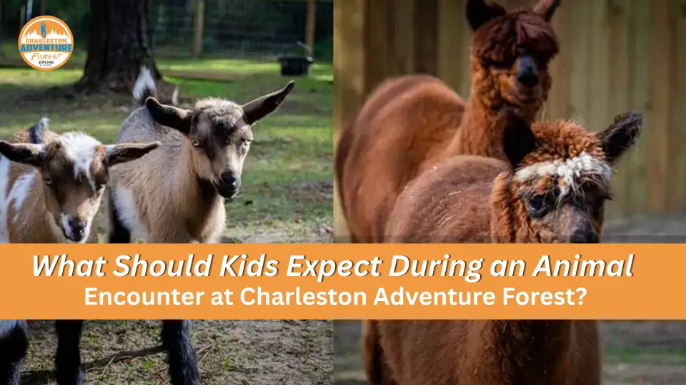 Animal Encounter