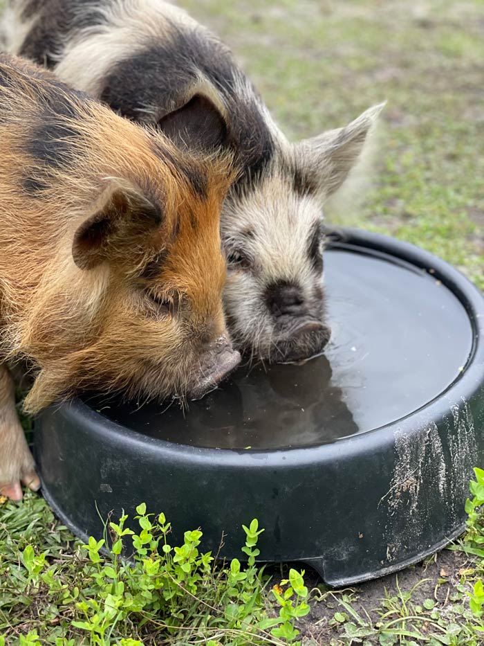 adventure forrest blog 01