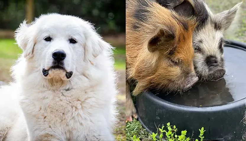 Dogs and pigs Encounter in Charleston SC