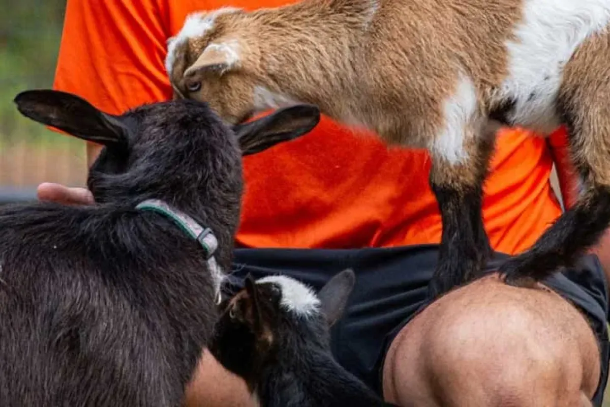 Animal encounters at Charleston Adventure Forest