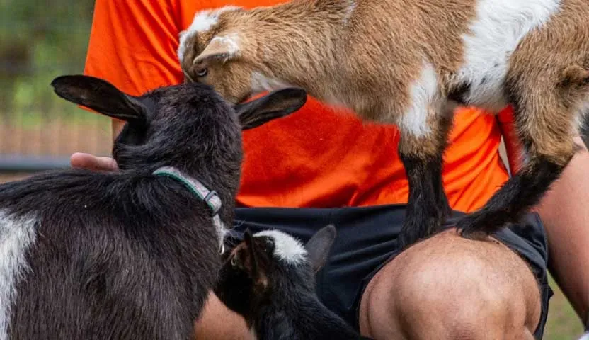 Animal Encounter in Charleston SC