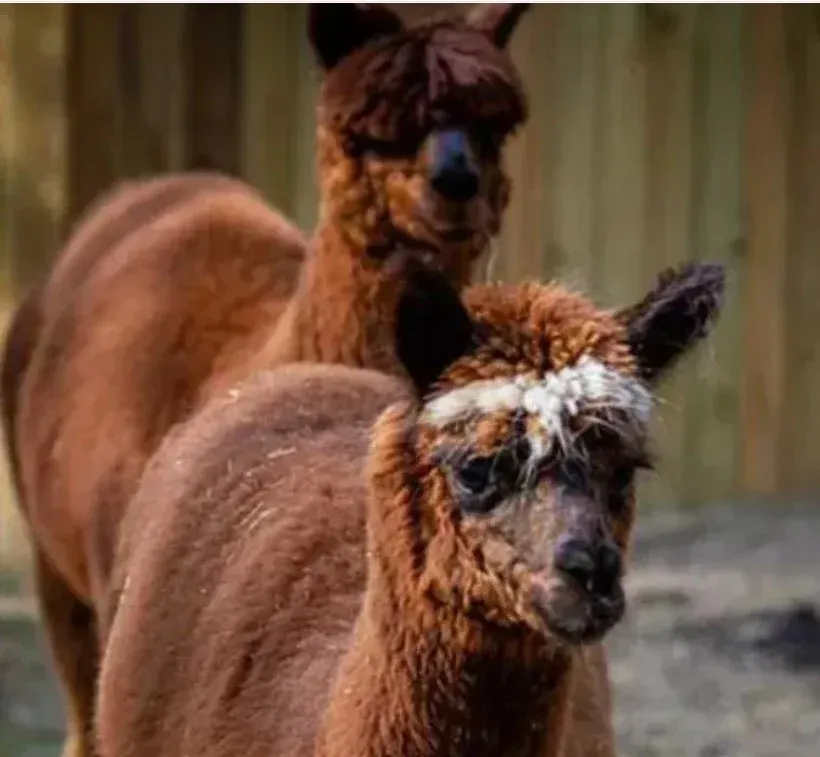 Petting Zoo At Charleston Adventure Forest 